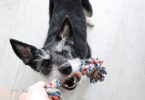 indoor activities for your dog