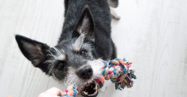 indoor activities for your dog