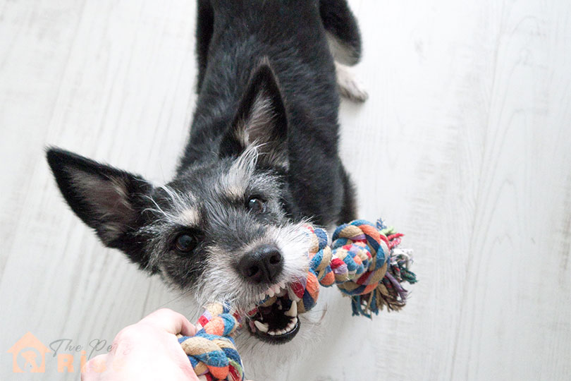 indoor activities for your dog