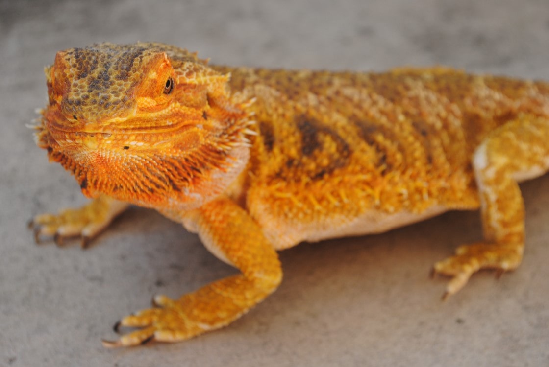 Bearded Dragon | thepetsrise.com