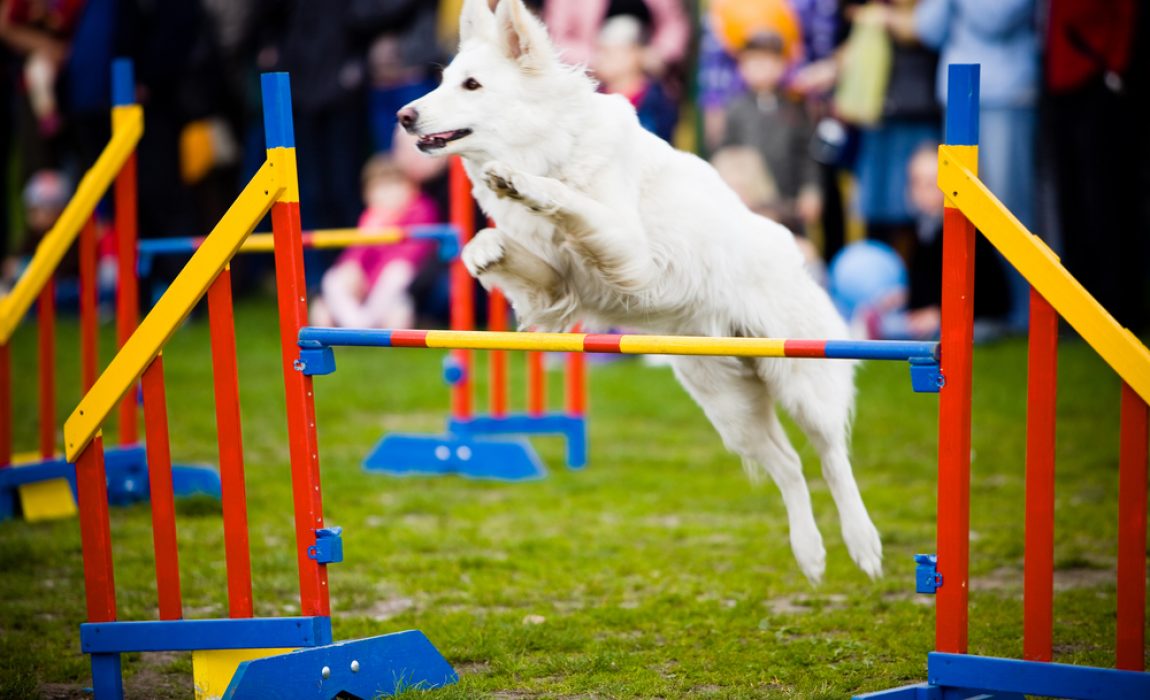 Canine Agility | thepetsrise.com