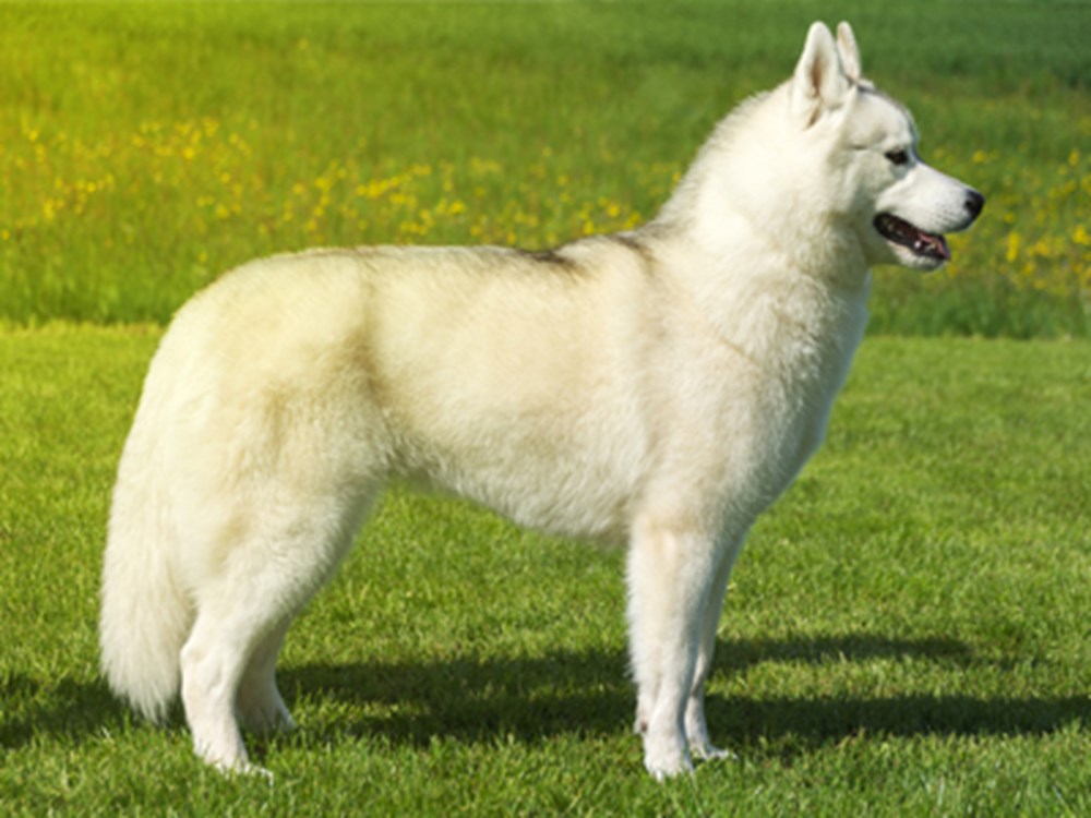 Confirmation | thepetsrise.com