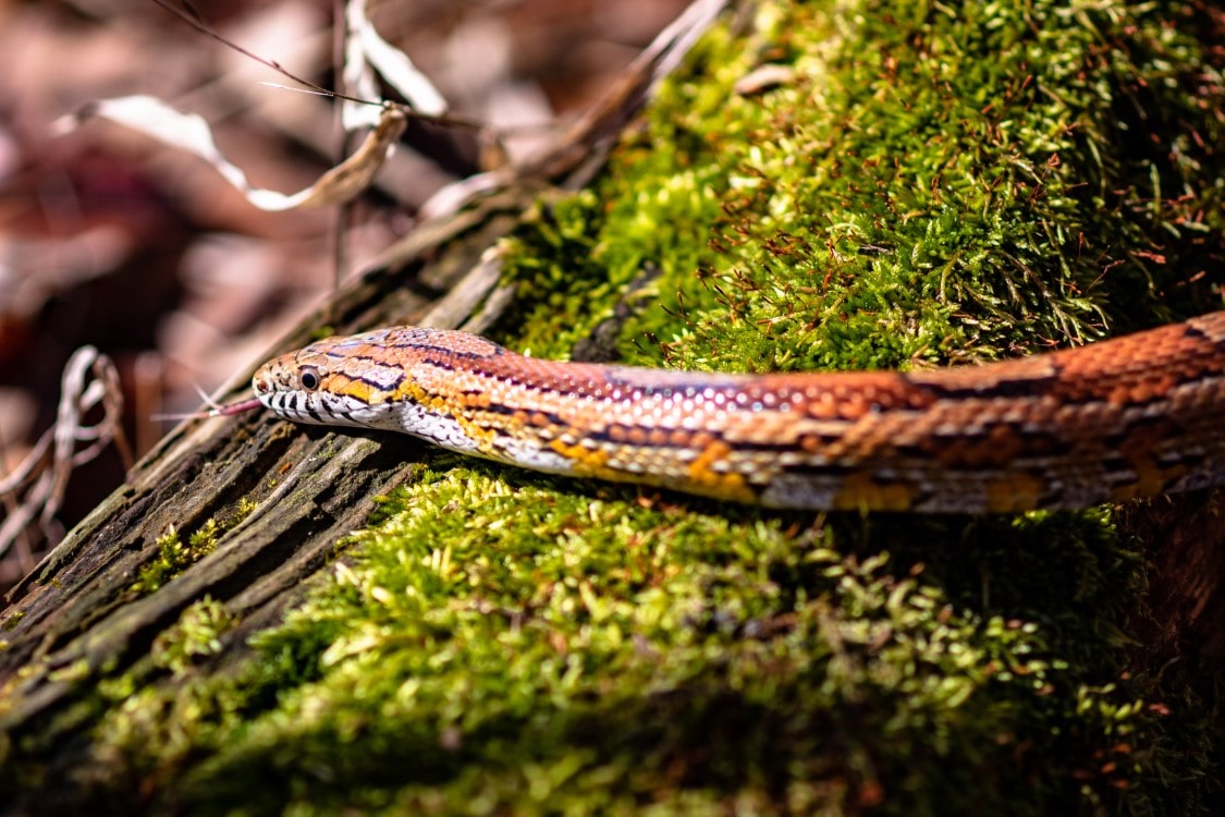Corn Snakes | thepetsrise.com