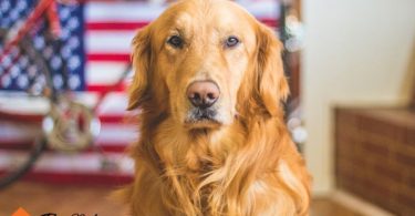 Cost For Owning a Dog