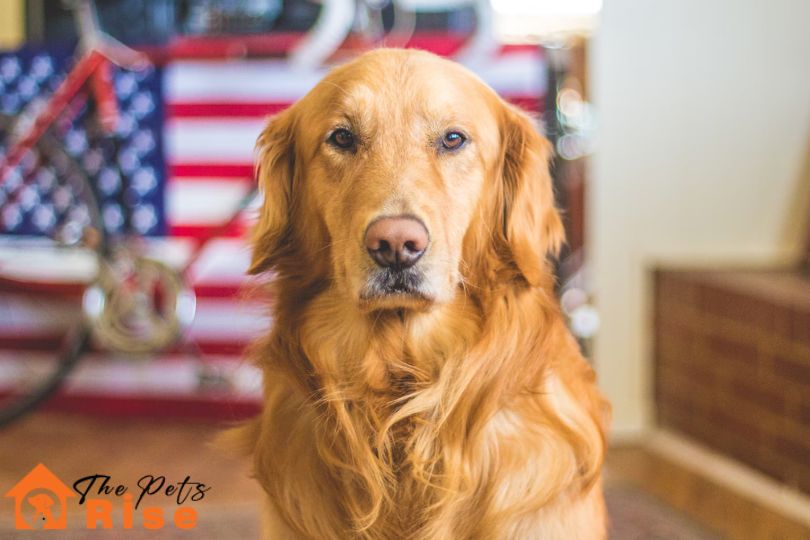 Cost For Owning a Dog
