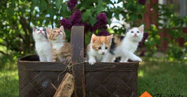 cost for owning a Cat