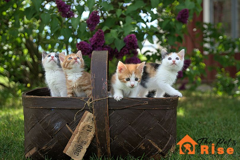 cost for owning a Cat