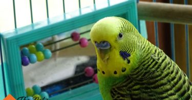 DIY bird toys