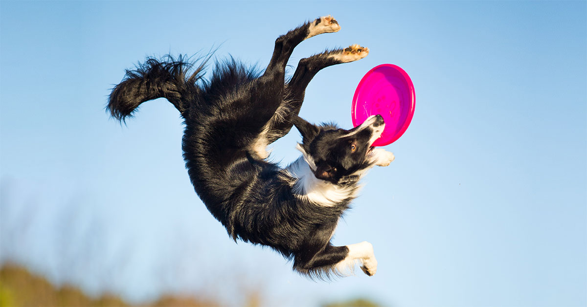 Disc Dog | thepetsrise.com