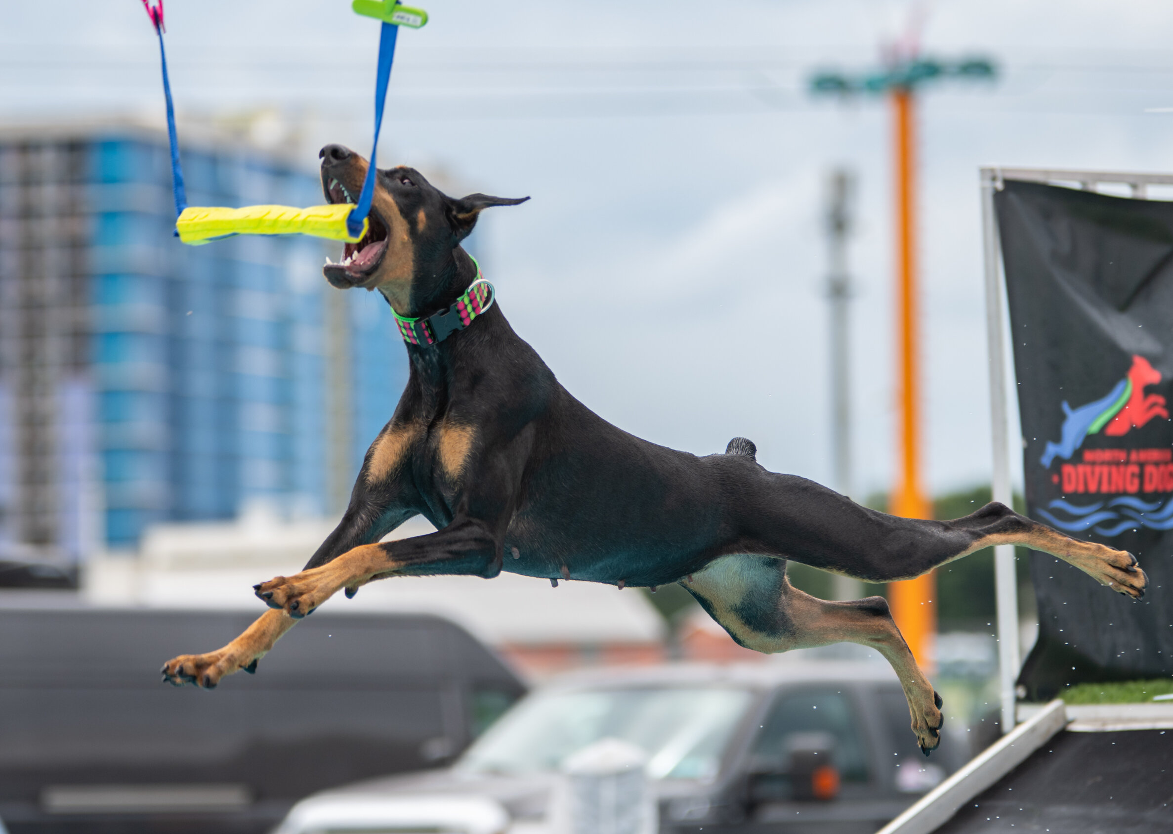 Dock Diving | thepetsrise.com