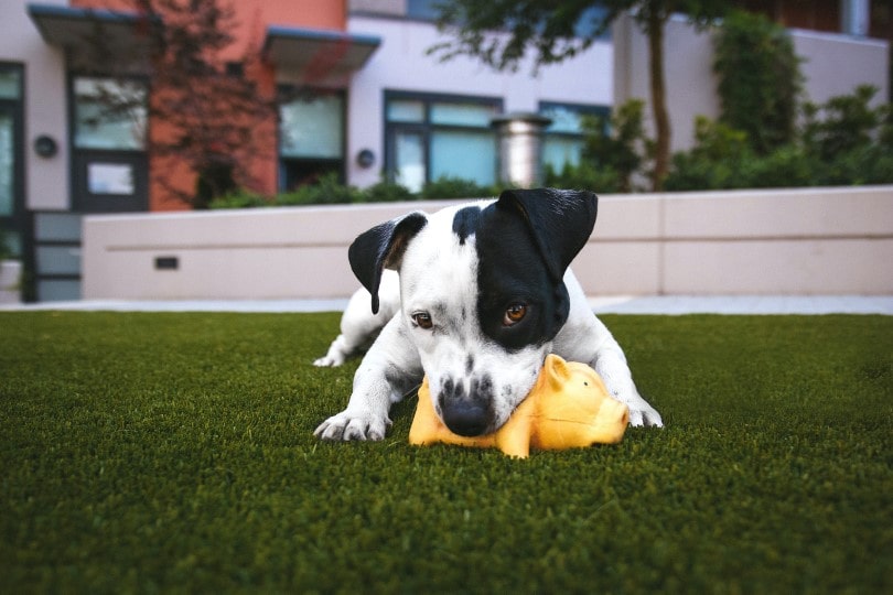 indoor activities for your dog
