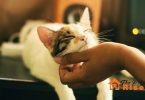 Cats Age