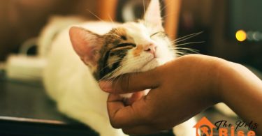 Cats Age