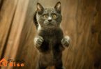 How to Trim Your Cat's Nails