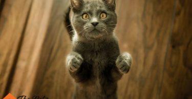 How to Trim Your Cat's Nails
