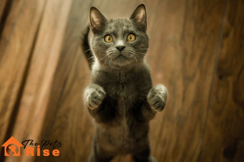 How to Trim Your Cat's Nails