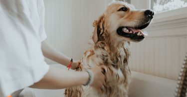 Keep Your House Clean With Pets