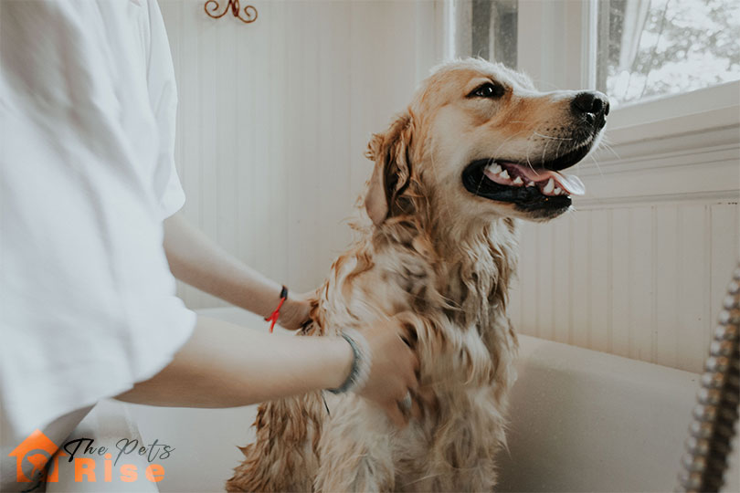 Keep Your House Clean With Pets
