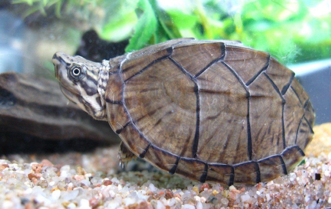 Musk Turtles | thepetsrise.com