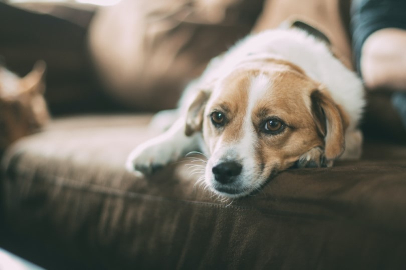 indoor activities for your dog