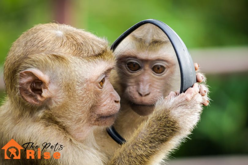 Problems With Pet Monkeys