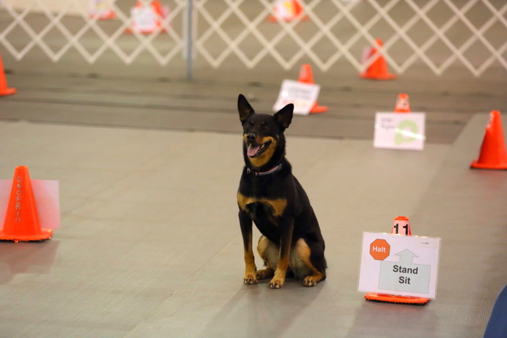 Rally | thepetsrise.com