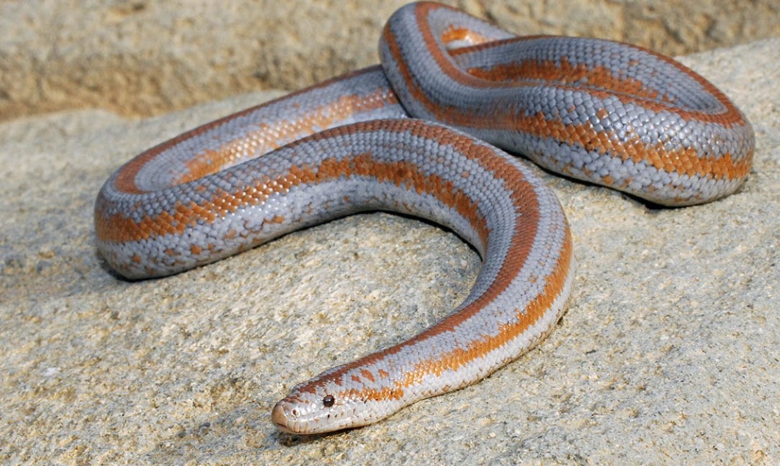 Rosy Boa | thepetsrise.com