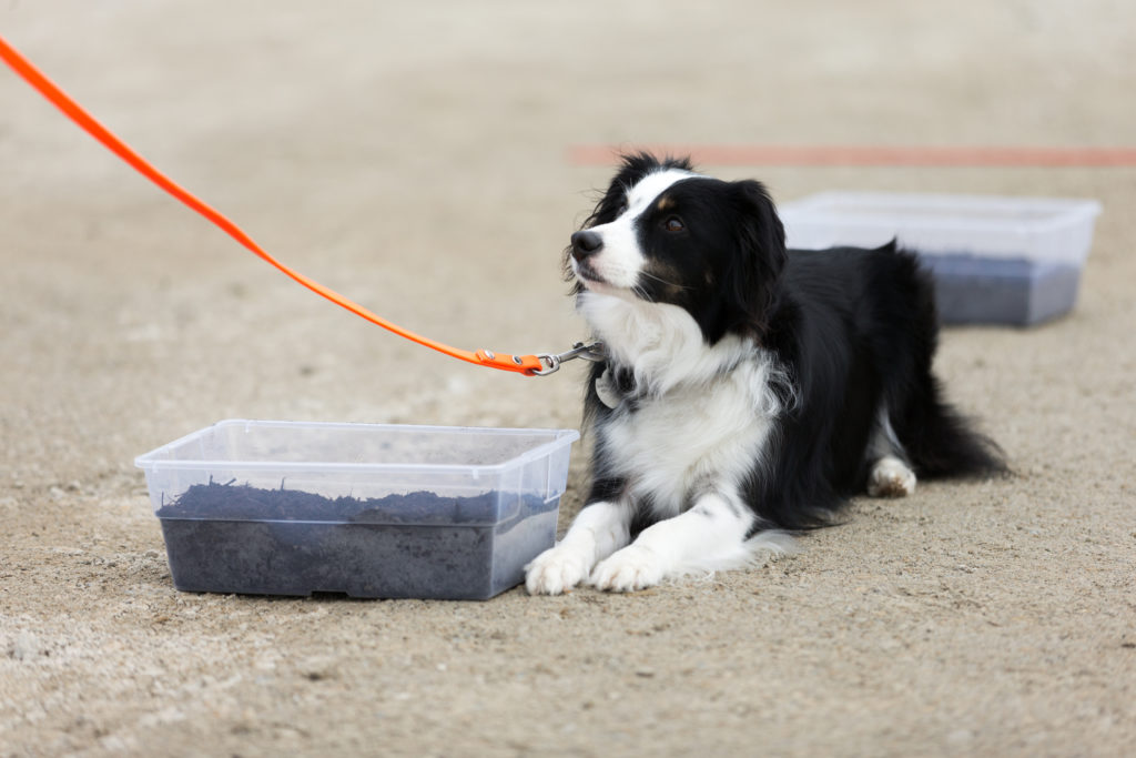 Scent Work | thepetsrise.com
