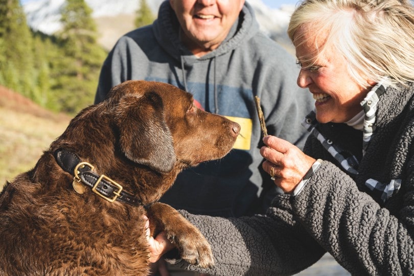 indoor activities for your dog