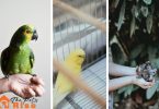 Adopting a Pet Bird