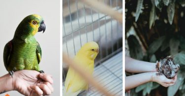 Adopting a Pet Bird