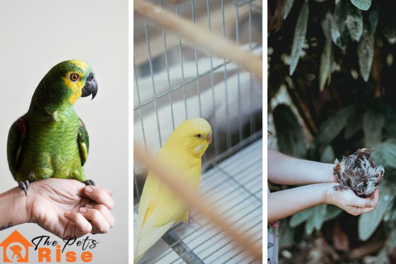 Adopting a Pet Bird