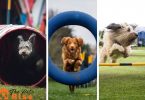 Dog Sports