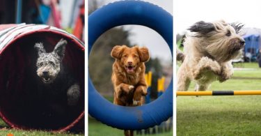 Dog Sports