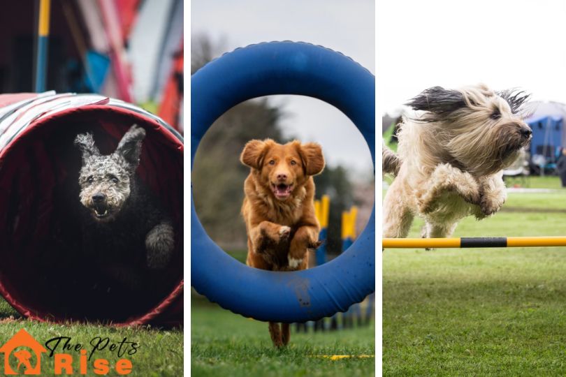 Dog Sports