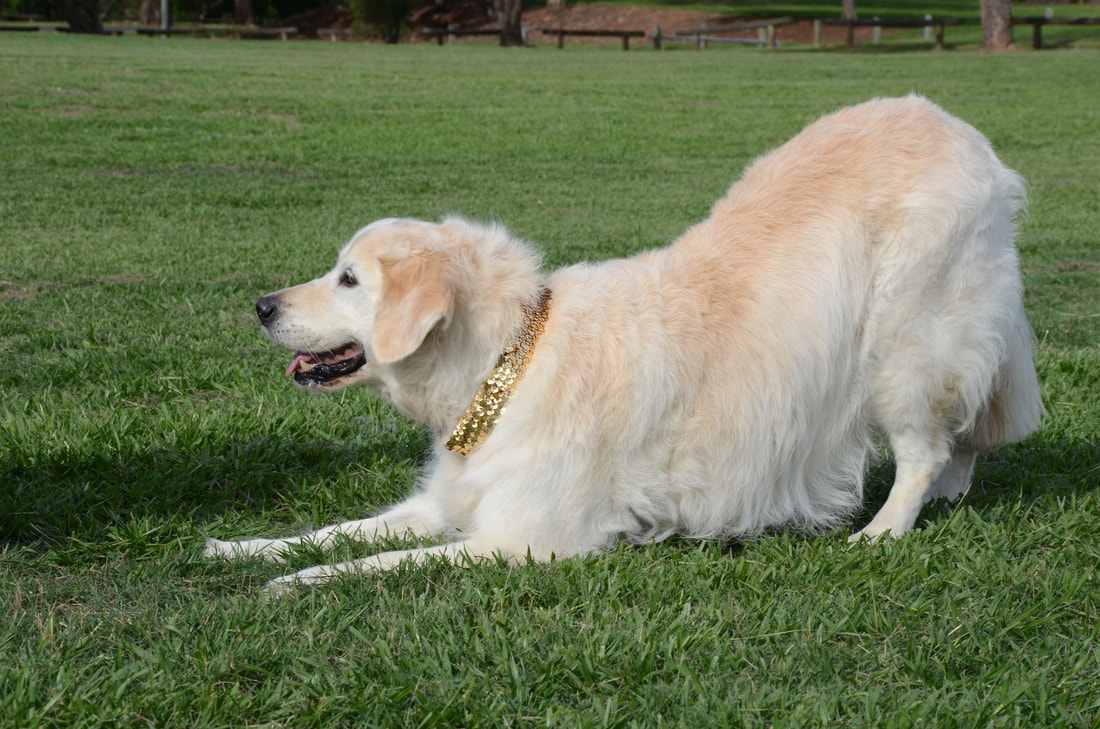 Trick Dog | thepetsrise.com