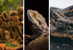 what is an exotic pet