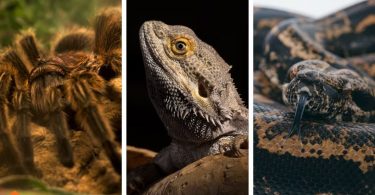 what is an exotic pet