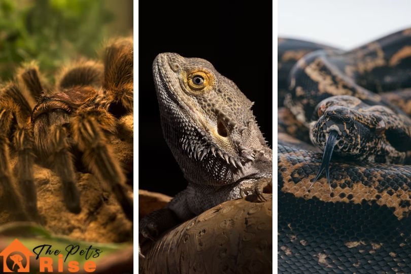 what is an exotic pet