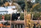 what to do with lost cat