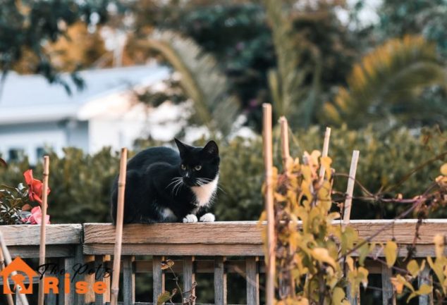 what to do with lost cat