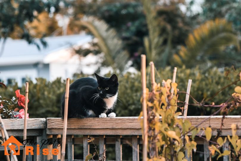 what to do with lost cat