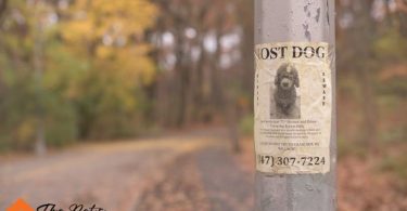 What to Do if You Lost Your Dog
