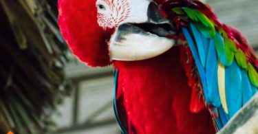 Why Birds Pluck Their Feathers