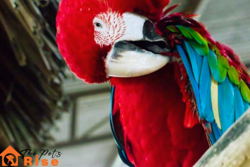 Why Birds Pluck Their Feathers