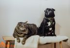 Why Dogs Are Better Than Cats