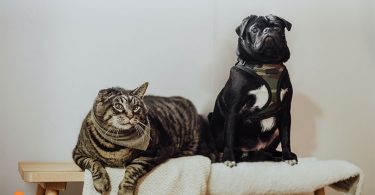 Why Dogs Are Better Than Cats