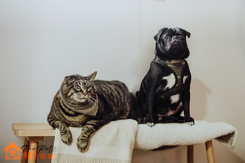 Why Dogs Are Better Than Cats