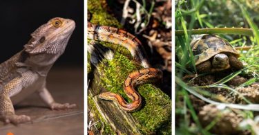 best reptiles for beginners