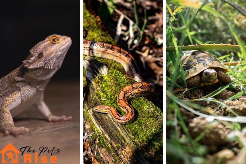 best reptiles for beginners
